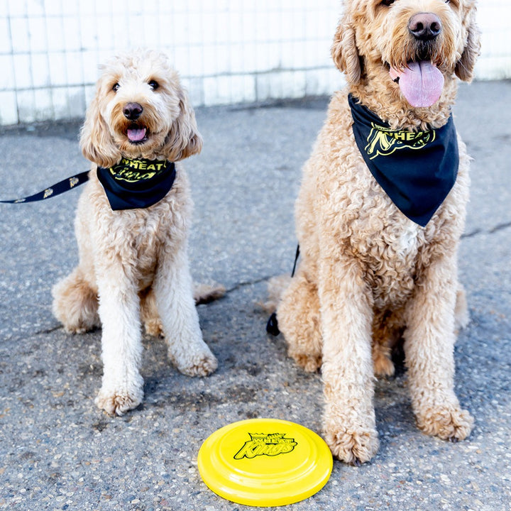Wheat Kings Frisbee