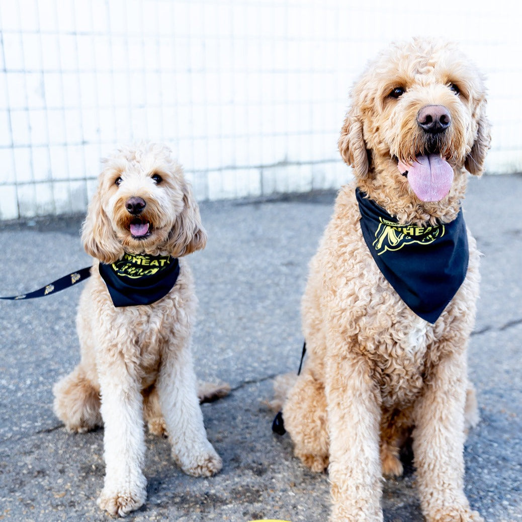 Wheat Kings Dog Bandana