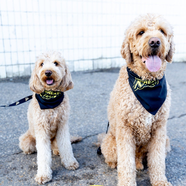 Wheat Kings Dog Bandana